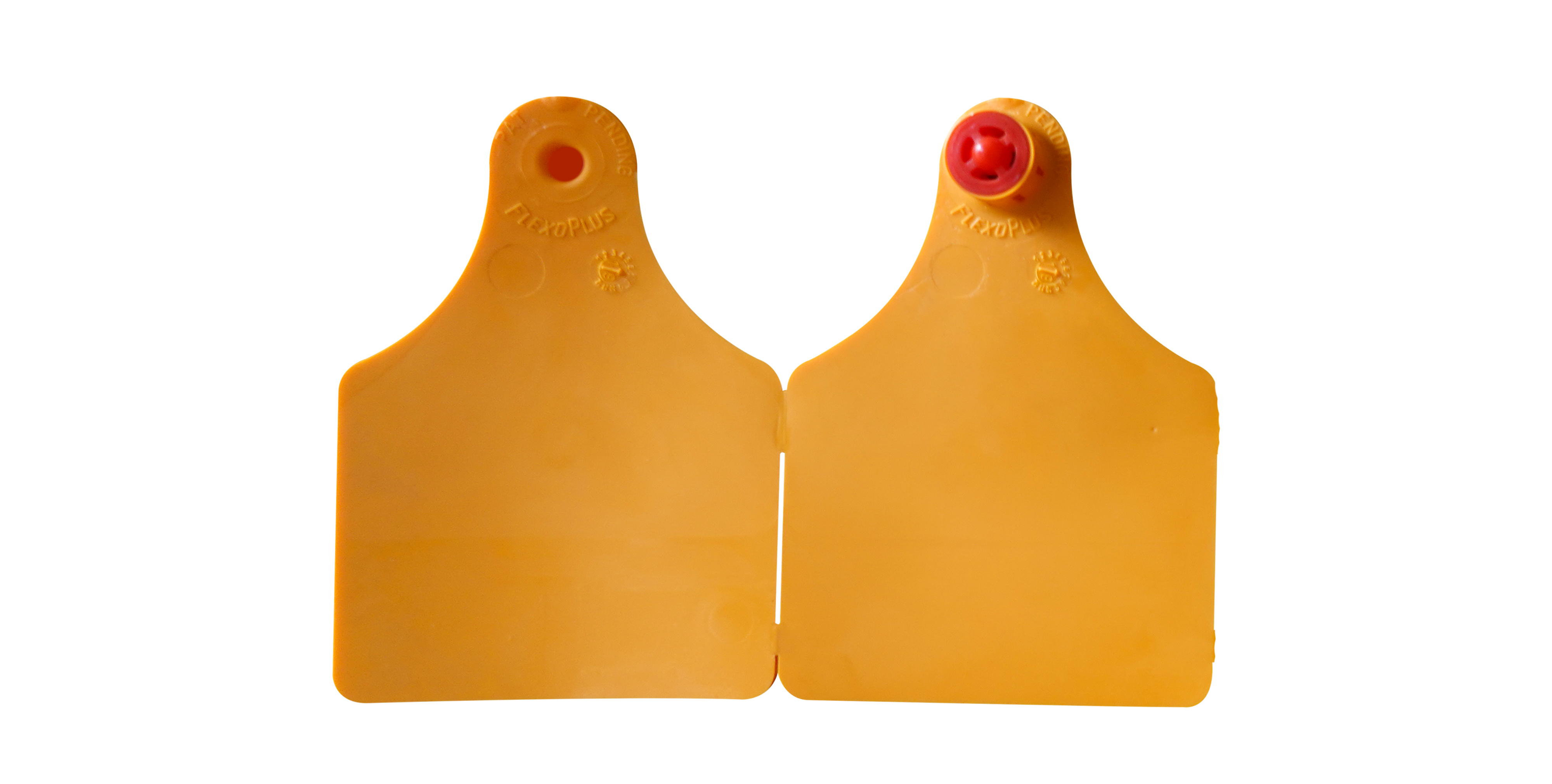 Caisley Large  Management Tag - Orange